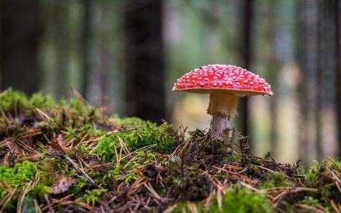 河北平泉：信息化管理开创食用菌产业新篇章
